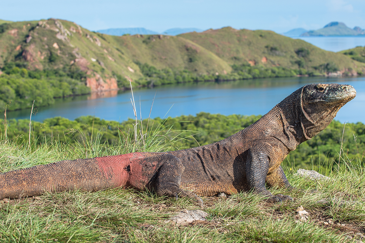 komodo